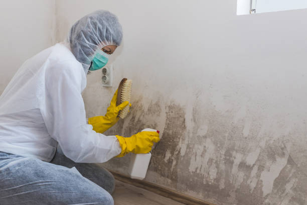 Best Commercial Mold Inspection  in Mahtomedi, MN