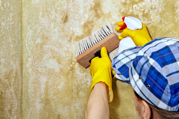 Best Biohazard Mold Removal  in Mahtomedi, MN