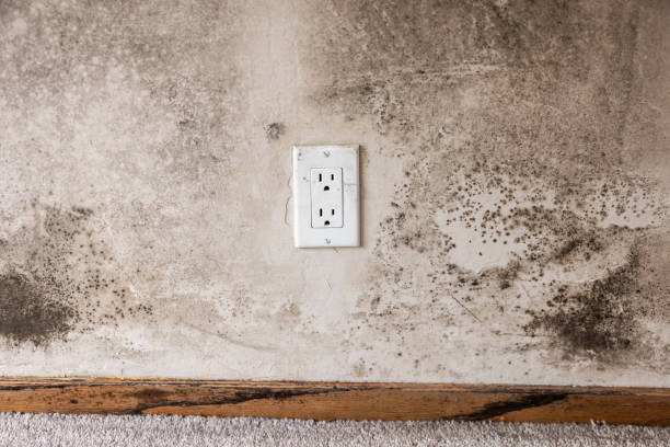 Best Comprehensive Air Testing for Mold Contaminants  in Mahtomedi, MN