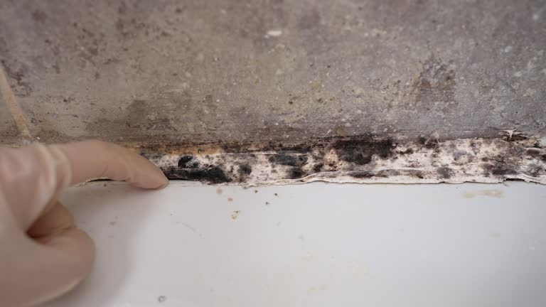 Best Mold-Related Health Consultation  in Mahtomedi, MN