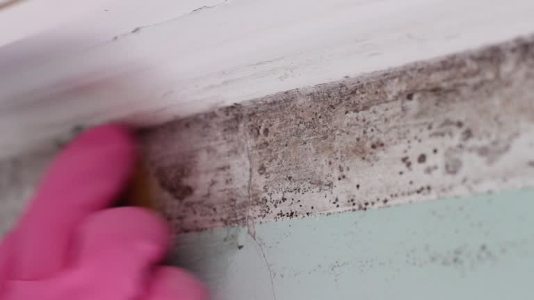 Best Dehumidification Services  in Mahtomedi, MN